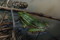 Lithobates sphenocephalus utricularius