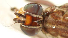 Tapeigaster nigricornis