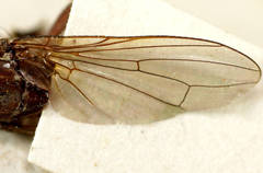Tapeigaster nigricornis