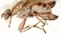Tapeigaster nigricornis