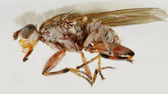 Tapeigaster nigricornis