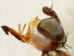 Tapeigaster nigricornis