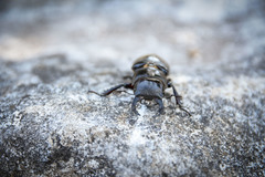 Lucanus barbarossa