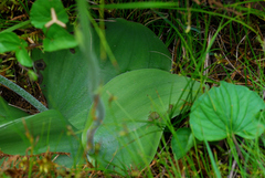 Habenaria glaucifolia