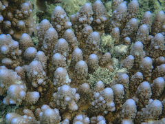 Acropora gemmifera