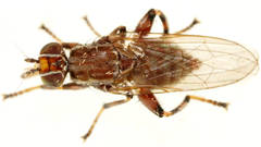 Tapeigaster nigricornis