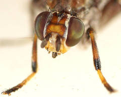 Tapeigaster nigricornis