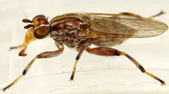Tapeigaster nigricornis