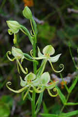 Habenaria glaucifolia