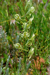 Habenaria glaucifolia