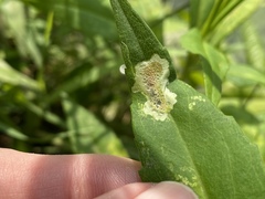 Calycomyza promissa