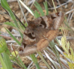 Euclidia ardita