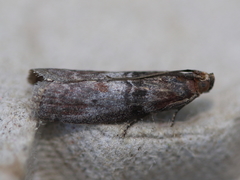 Sciota vetustella