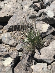 Melica stricta