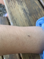 Corythucha juglandis