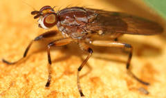 Tapeigaster paramonovi