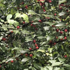 Prunus triloba