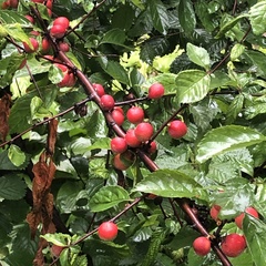 Prunus triloba