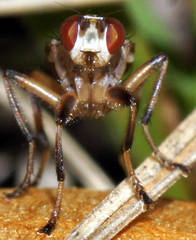 Tapeigaster paramonovi