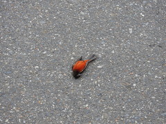 Ramphocelus dimidiatus