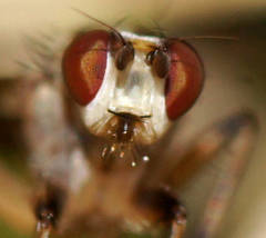 Tapeigaster paramonovi