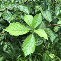 Prunus triloba