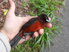 Ramphocelus dimidiatus