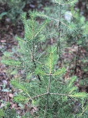 Pinus sylvestris