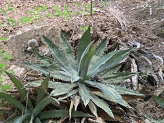 Agave xylonacantha