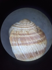Helix nucula