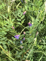 Vicia amoena