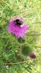 Bombus