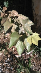 Platanus rzedowskii