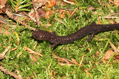 Plethodon nettingi