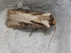 Agrotis stigmosa