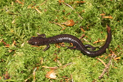 Plethodon nettingi