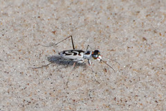 Habroscelimorpha dorsalis