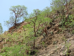 Bursera morelensis