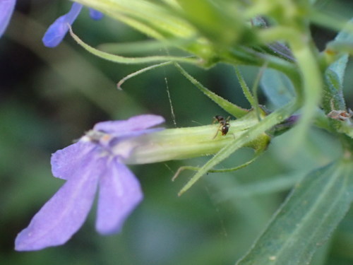 Image of Palmerella debilis by (c) George Williams, some rights reserved (CC BY)