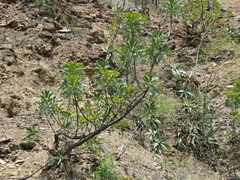 Pseudosmodingium virletii