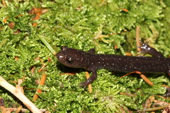 Plethodon nettingi