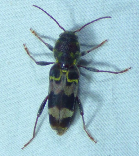 Rustic Borer photo 5