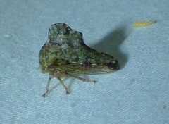 Heliria cornutula