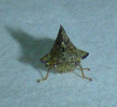 Heliria cornutula