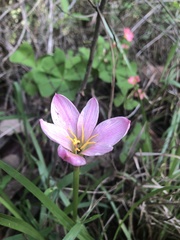 Zephyranthes sessilis