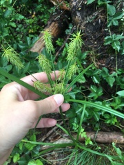 Cyperus retrofractus