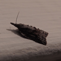 Platynota idaeusalis