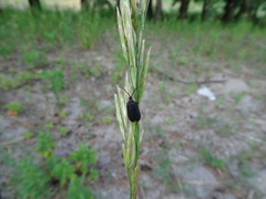 Lucidota atra