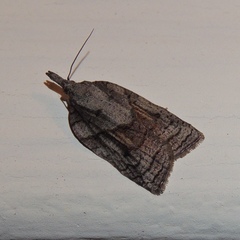 Platynota idaeusalis