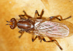 Tapeigaster paramonovi